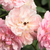 Ružová - Climber, popínavá ruža - Belle de Sardaigne